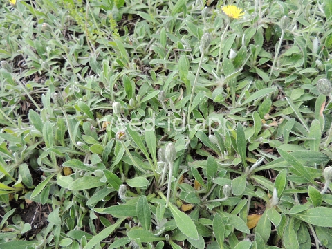 hawkweed, mouseear